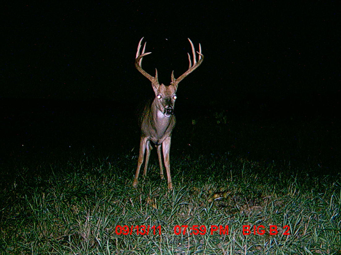 Deer Camera