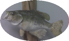 Name:  bigfish.bmp
Views: 3778
Size:  89.6 KB