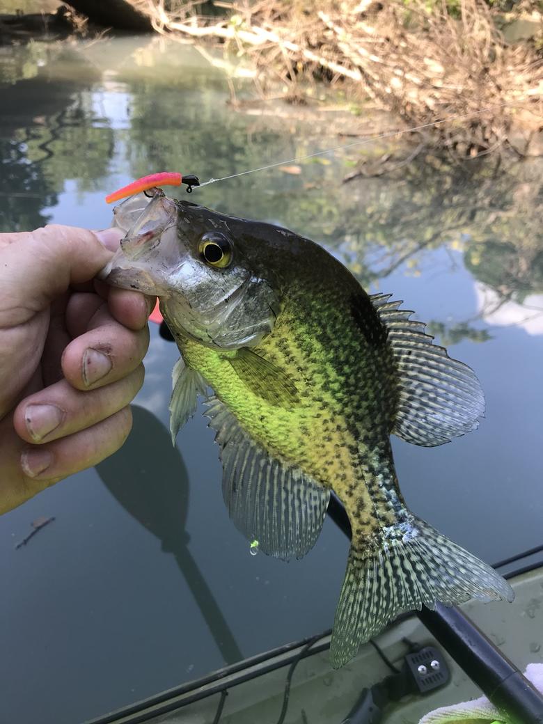 Yakn with Leland Lure Rod and Crappie Magnets