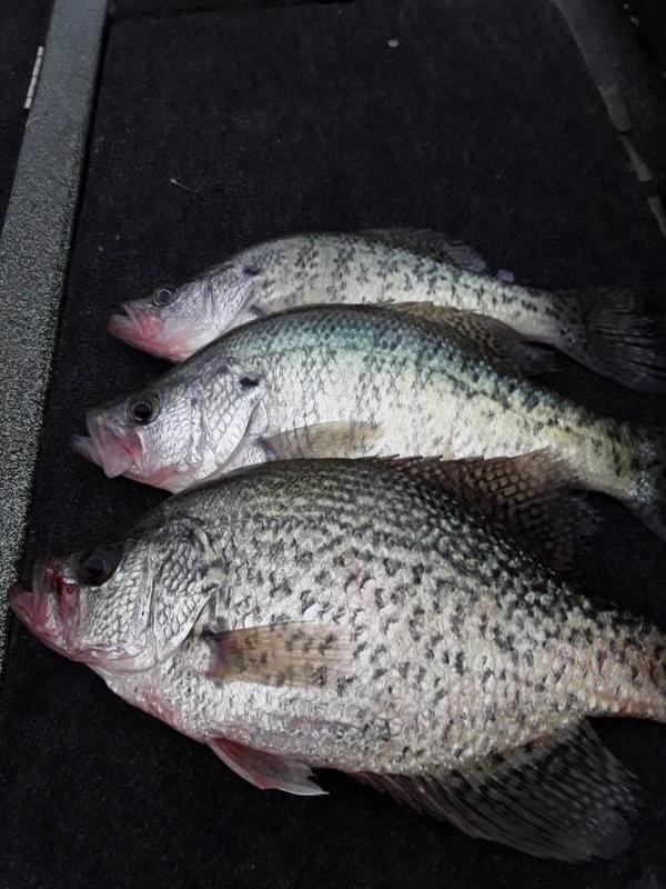 Advice on fishing line for crappie fishing in clear water