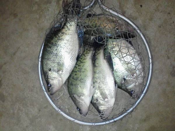 Name:  Ms. River Oxbow crappie (2).jpg
Views: 92
Size:  47.4 KB