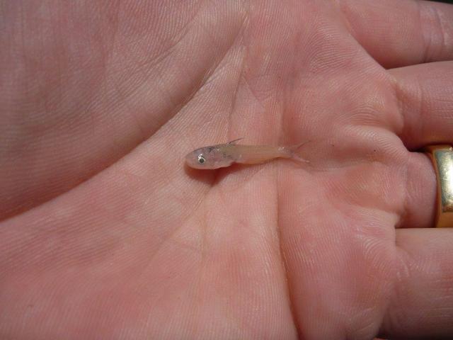 Small fish..