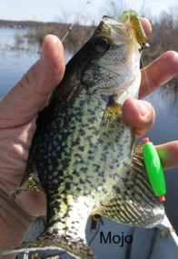 Name:  crappie float.jpg
Views: 230
Size:  20.4 KB
