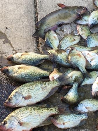 Name:  Crappie Indian Valley.jpg
Views: 2218
Size:  40.1 KB