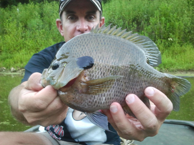  Getting Serious About Monster Bluegill - by