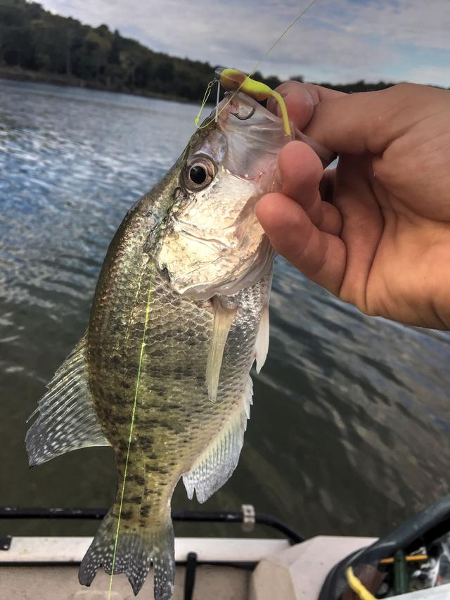  Hot cold water crappie fishing