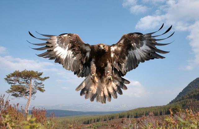 Name:  eagle.jpg
Views: 112
Size:  40.1 KB