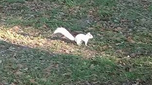 Name:  White%20Squirrel.jpg
Views: 169
Size:  60.4 KB
