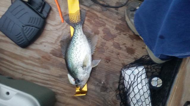 Name:  15 Inch Crappie.jpg
Views: 124
Size:  33.3 KB