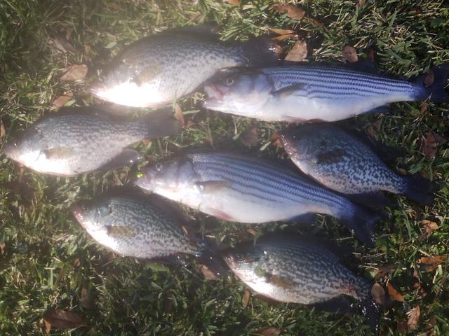 Name:  talquin stripers, crappie.jpg
Views: 173
Size:  61.5 KB