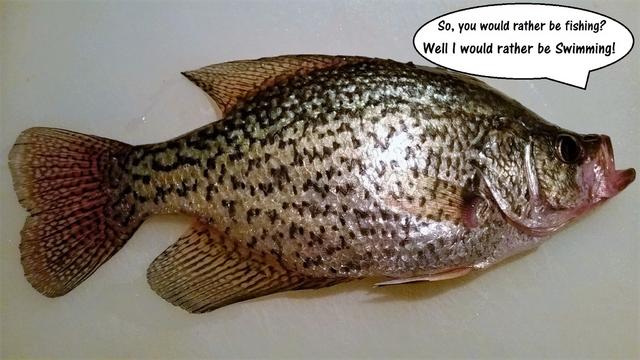 Name:  Crappie Criticism.jpg
Views: 328
Size:  43.4 KB