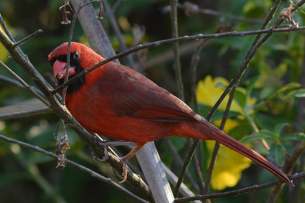 Name:  Northern Cardinal.jpg
Views: 467
Size:  43.2 KB