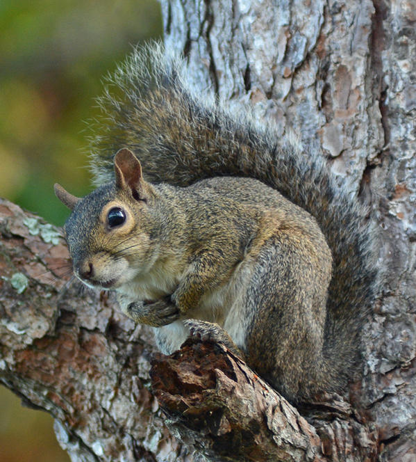 Name:  Squirrel.jpg
Views: 325
Size:  103.0 KB