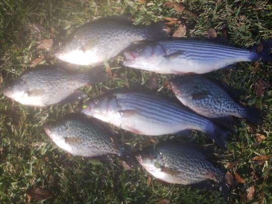 Name:  talquin stripers and crappie.jpg
Views: 66
Size:  42.0 KB