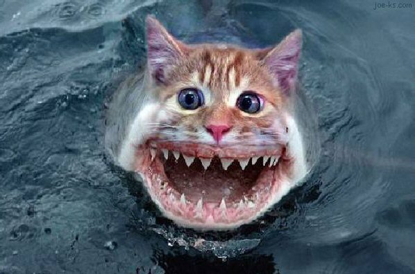 Name:  cat-fish-18.jpg
Views: 144
Size:  51.9 KB