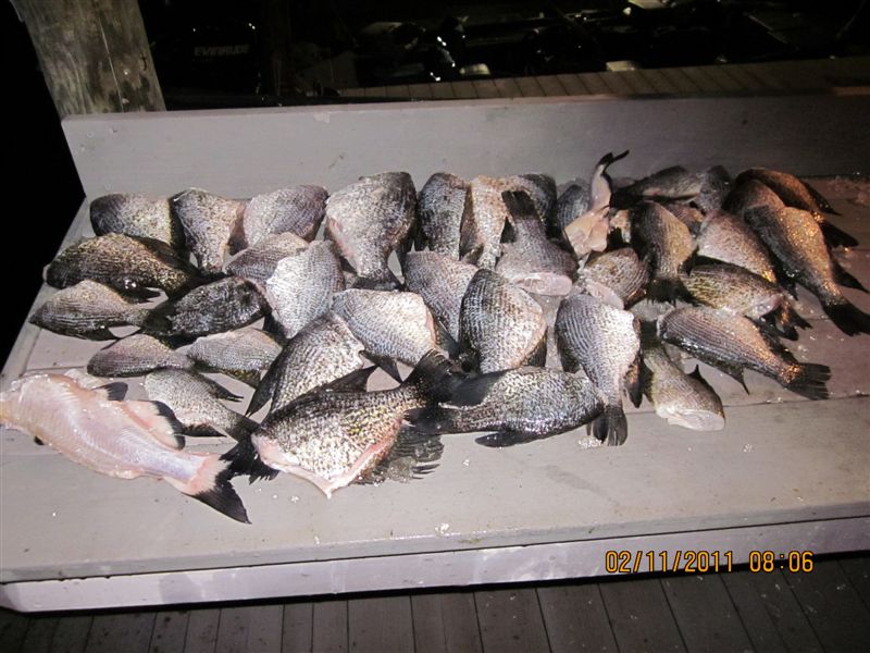 Name:  February florida fishing 015.jpg
Views: 173
Size:  101.8 KB