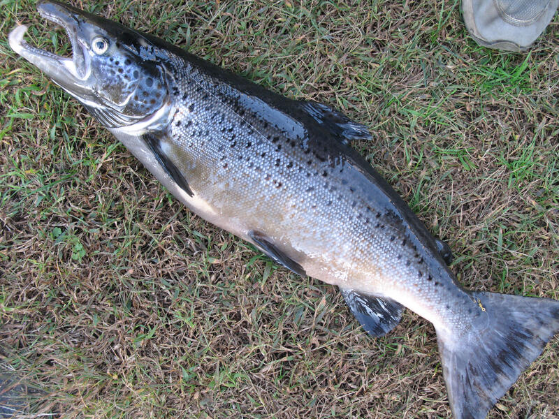 Name:  5 Lb 14 Oz Salmon-1 - 10-4-07.jpg
Views: 214
Size:  195.0 KB