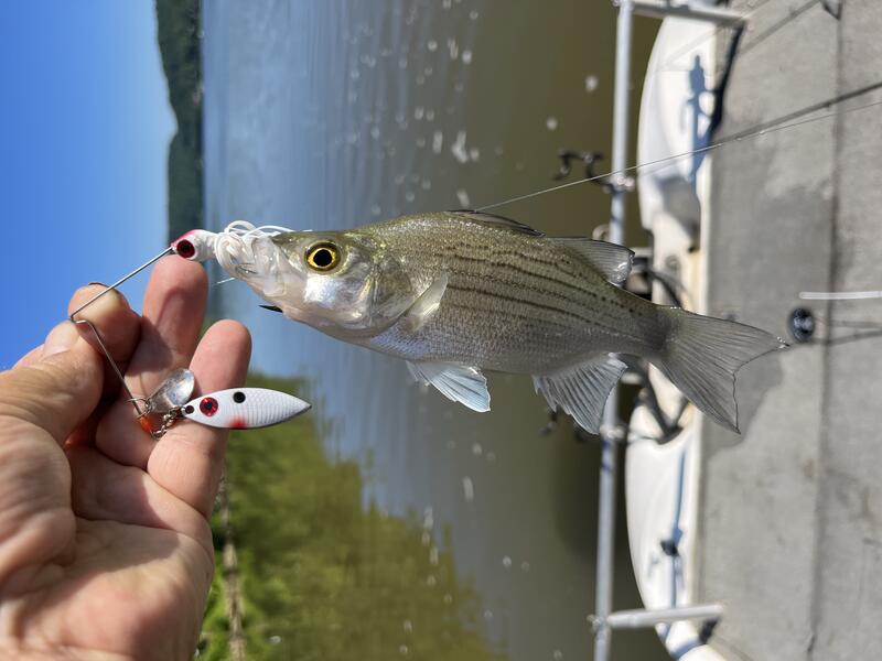 Name:  2022-6-29 Ohio River Mayfly Fishing (3).jpg
Views: 154
Size:  49.8 KB