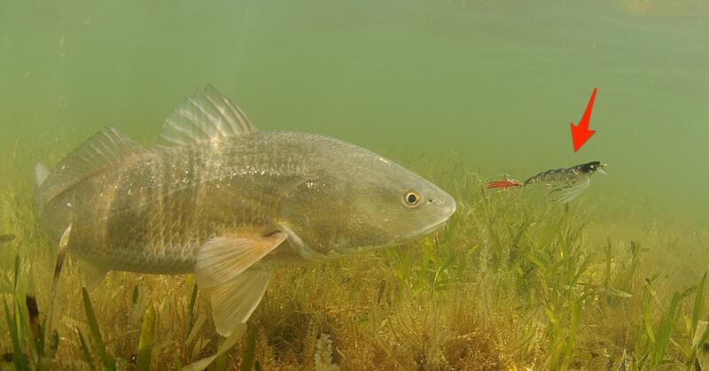 Name:  inshore-lure-redfish-arrow.jpg
Views: 138
Size:  39.8 KB