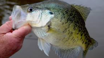 Click image for larger version. 

Name:	crappie.png 
Views:	184 
Size:	117.4 KB 
ID:	442777