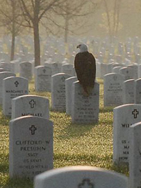Name:  Bald eagle on gravestone.jpg
Views: 185
Size:  54.4 KB