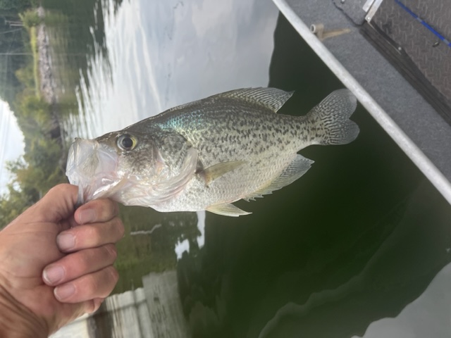 Name:  13 inch fish friday 9 14 (1).JPG
Views: 94
Size:  93.4 KB