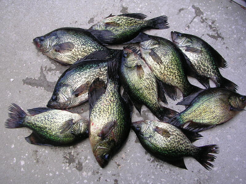 Name:  mess of talquin crappie.jpg
Views: 68
Size:  130.1 KB