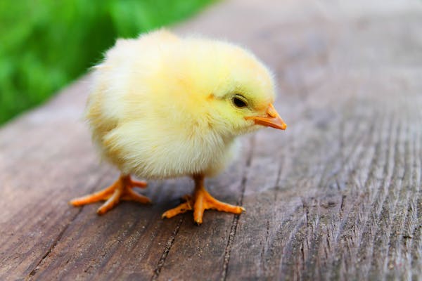 Name:  animal-easter-chick-chicken.jpg
Views: 53
Size:  26.8 KB