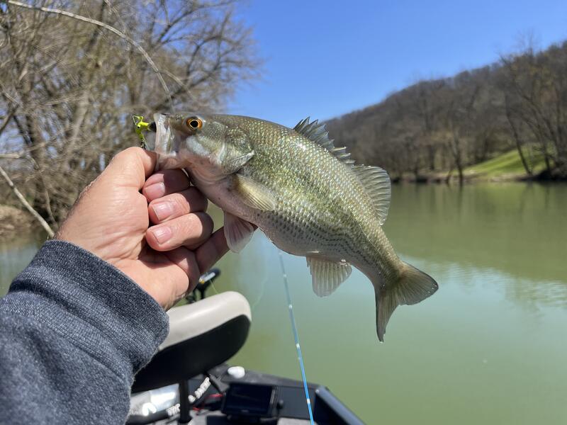 Name:  2024-3-28 Eagle Creek 11 Spotted Bass Frenzy (15).jpg
Views: 138
Size:  65.3 KB