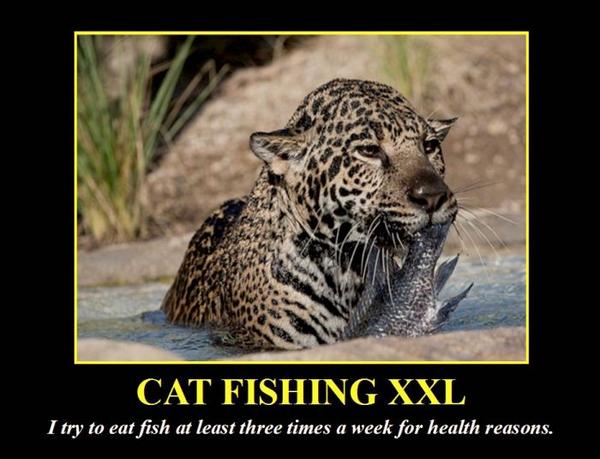 Name:  Cat Fishing XXL.jpg
Views: 1507
Size:  43.6 KB