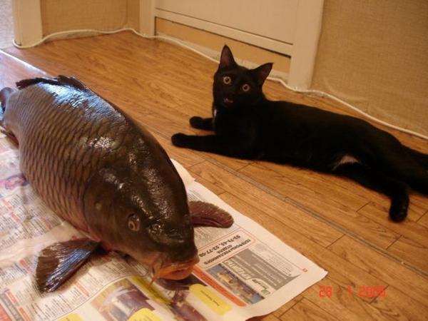 Name:  cat-fish.jpg
Views: 912
Size:  39.5 KB