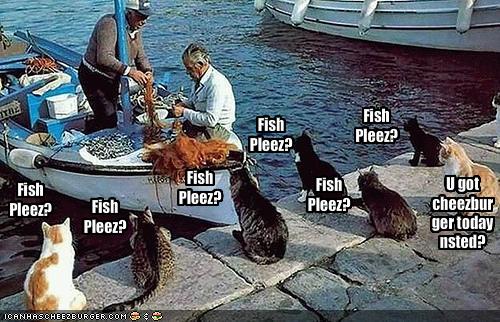 Name:  funny-pictures-cats-wait-by-fishing-boat.jpg
Views: 19142
Size:  54.1 KB