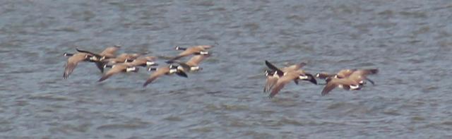 Name:  Geese flying.jpg
Views: 364
Size:  16.6 KB
