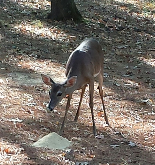 Name:  Deer.jpg
Views: 357
Size:  138.9 KB