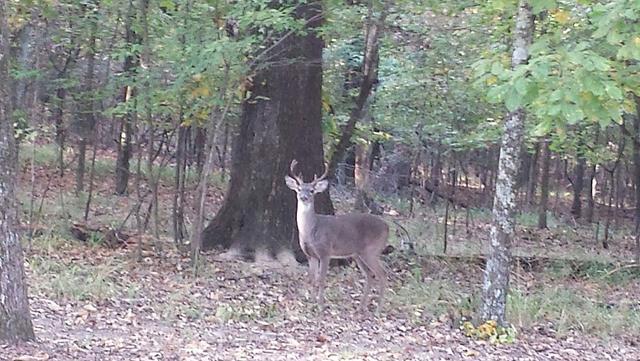 Name:  Deer 2.jpg
Views: 304
Size:  63.0 KB