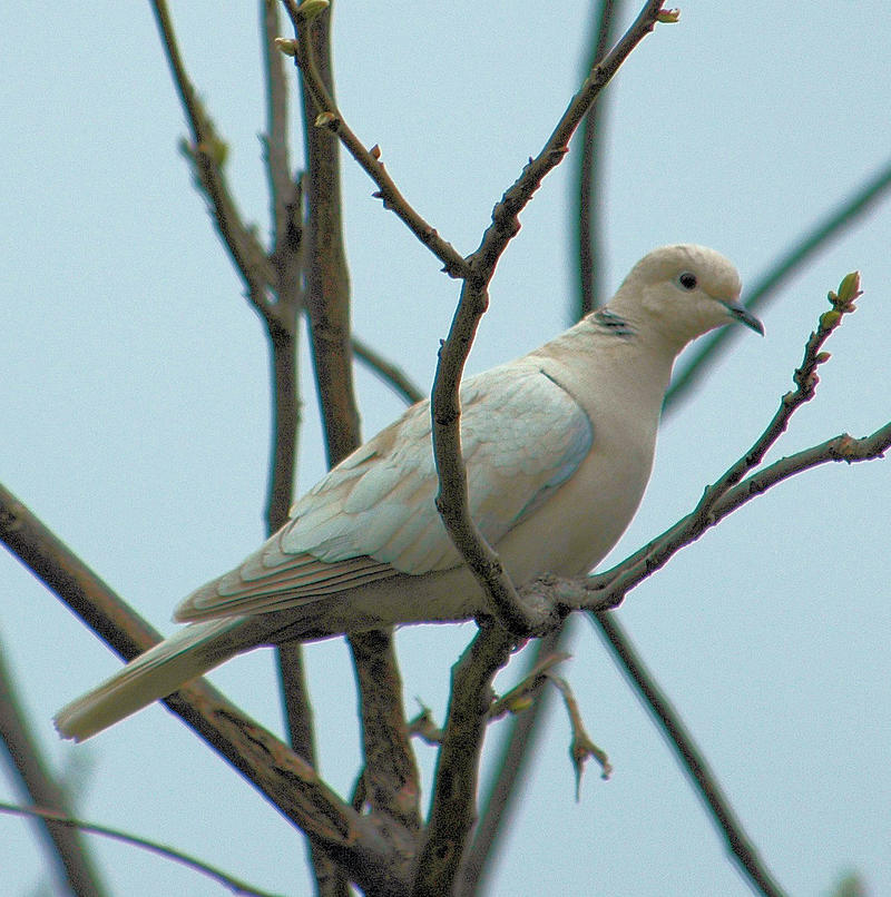 Name:  collared dove 2.jpg
Views: 470
Size:  110.3 KB