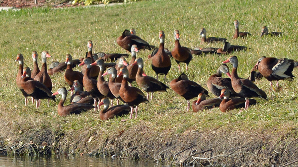 Name:  Black-bellied Whistling Ducks#1.jpg
Views: 341
Size:  271.1 KB