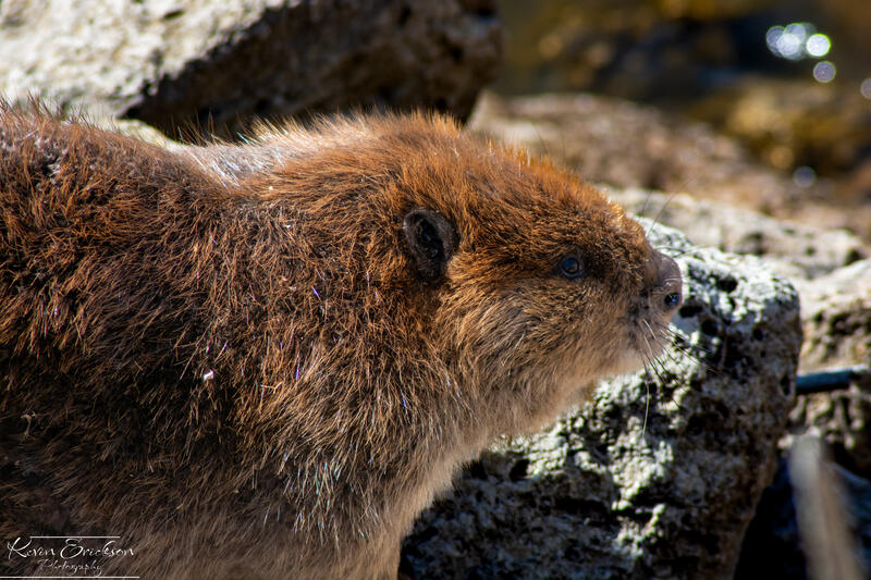 Name:  4-13-2024 beaver.jpg
Views: 50
Size:  115.8 KB