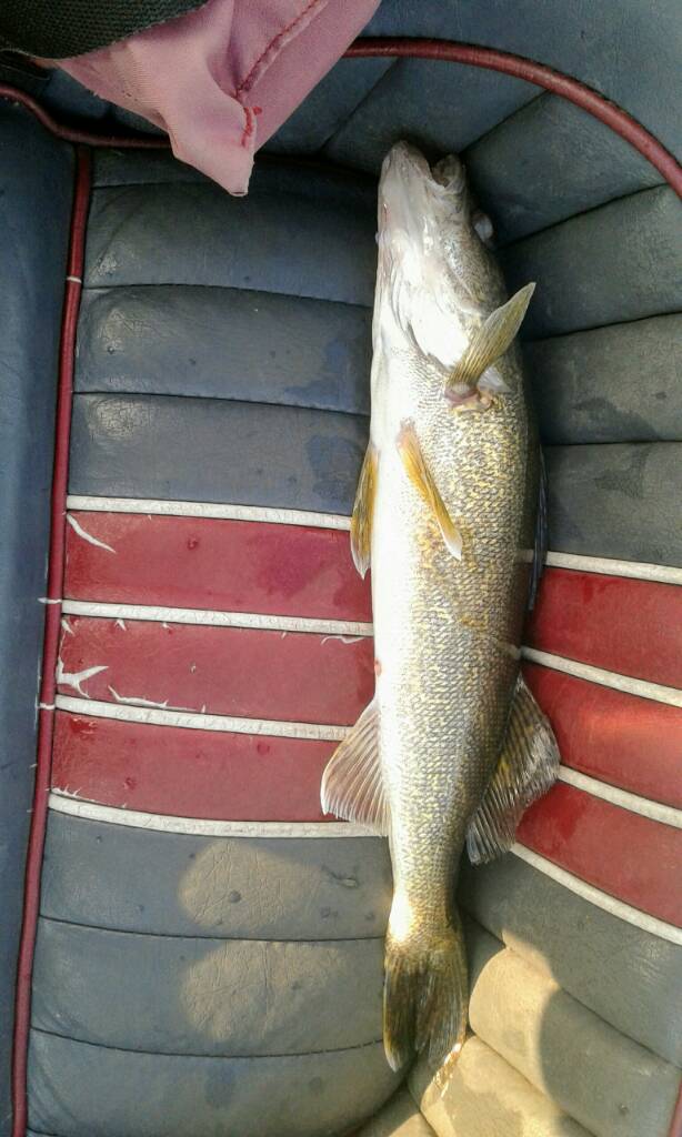 Ned rig for Walleye.