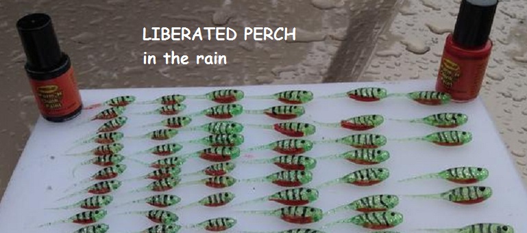 Name:  Liberated Perch 2.jpg
Views: 420
Size:  88.3 KB