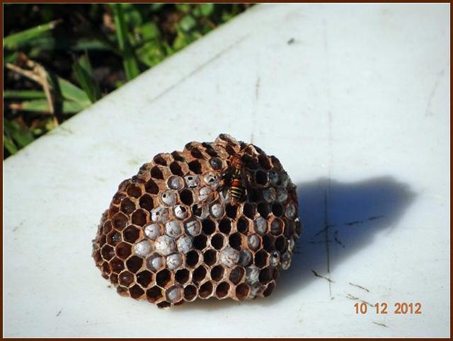 Name:  Wasp nest.jpg
Views: 109
Size:  39.7 KB