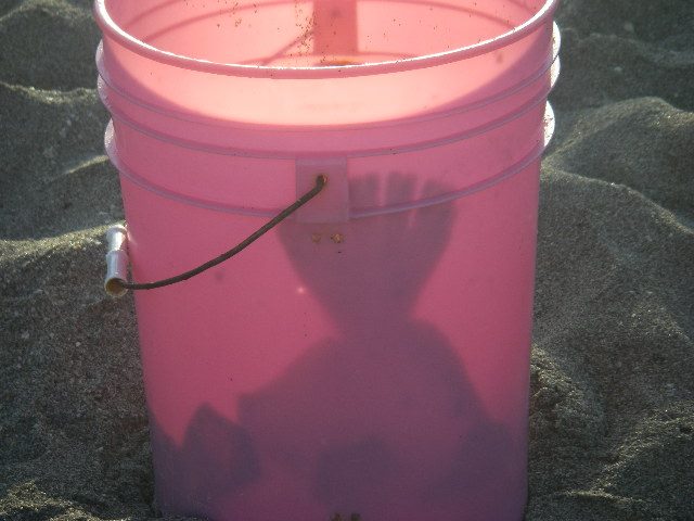 Name:  flounder in bucket.jpg
Views: 282
Size:  46.3 KB