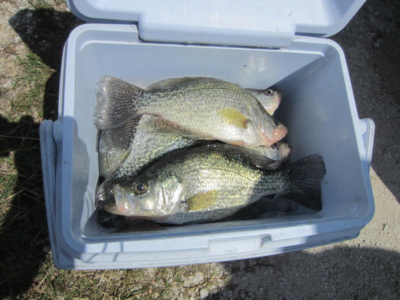 Do crappies bite in this HOT weather?