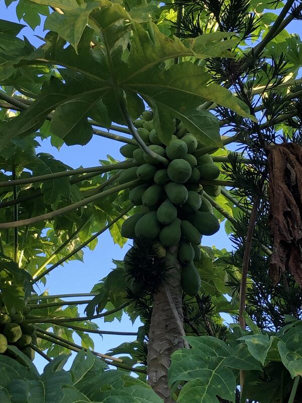Name:  papaya tree 10-15-2020 (2) jpeg.jpg
Views: 190
Size:  103.0 KB