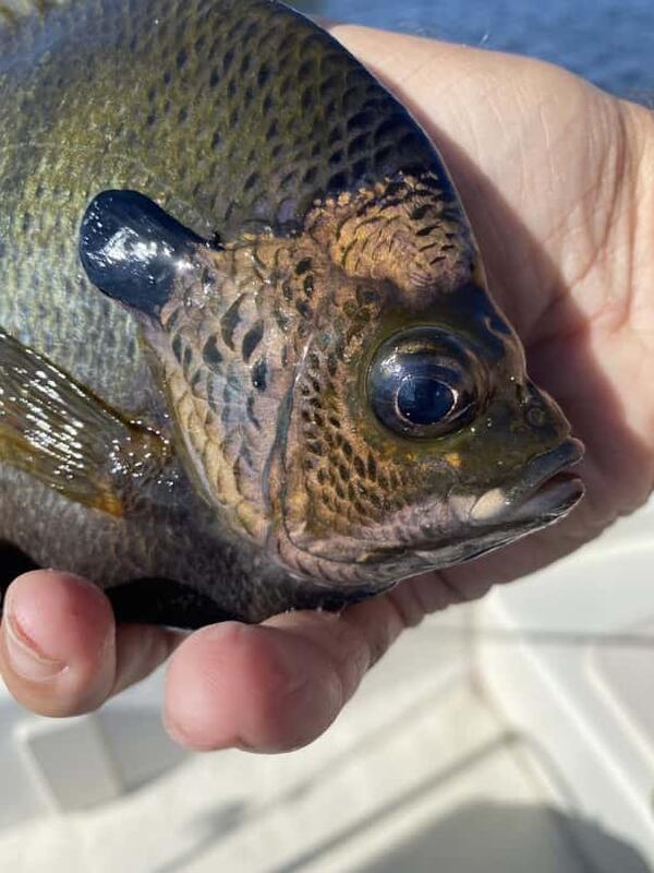 Trip report 4/14/21 - Coppernose bluegill and nice bass