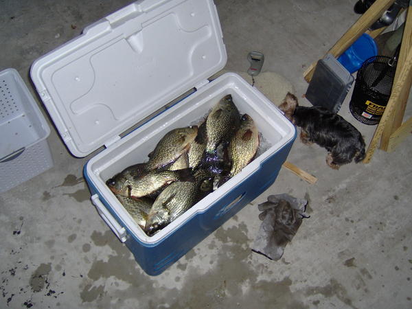 Name:  (1)7 fish tournament wgt  8 lbs. 2.3 oz,  big fish 1 lb. 7.3 oz..jpg
Views: 506
Size:  45.5 KB