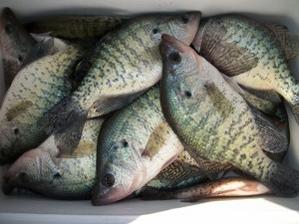 Name:  crappie in livewell.jpg
Views: 1336
Size:  14.3 KB