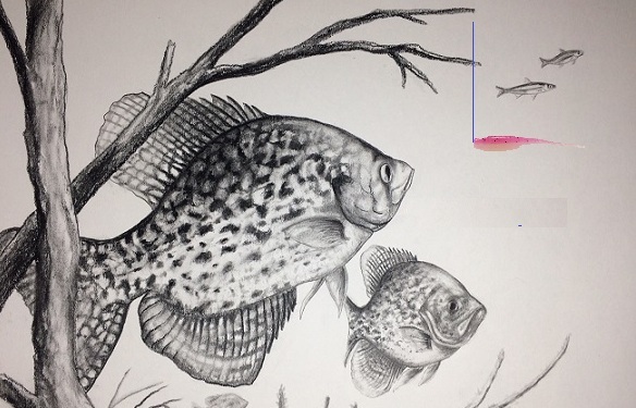 Name:  Crappie Painting.jpg
Views: 1084
Size:  91.2 KB
