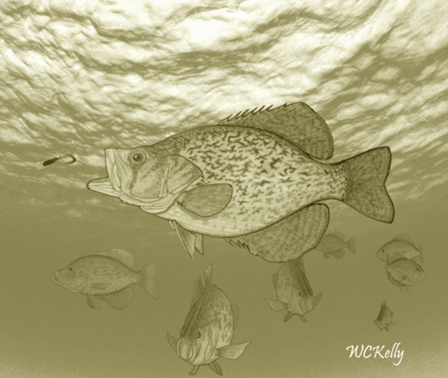 Name:  Covey of Crappie Sepia.png
Views: 1179
Size:  469.9 KB