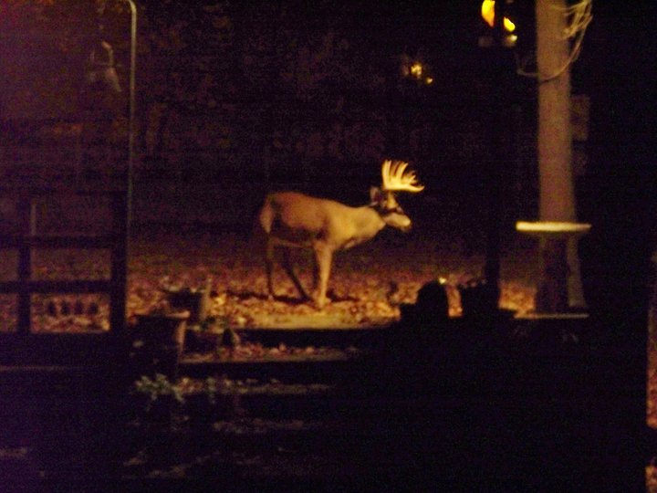 Name:  deer.jpg
Views: 686
Size:  67.1 KB